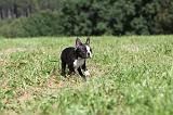BOSTON TERRIER 110